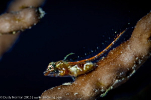 "Perch"
A Triple Fin Blenny resting on a Gorgonian Branch. by Dusty Norman 